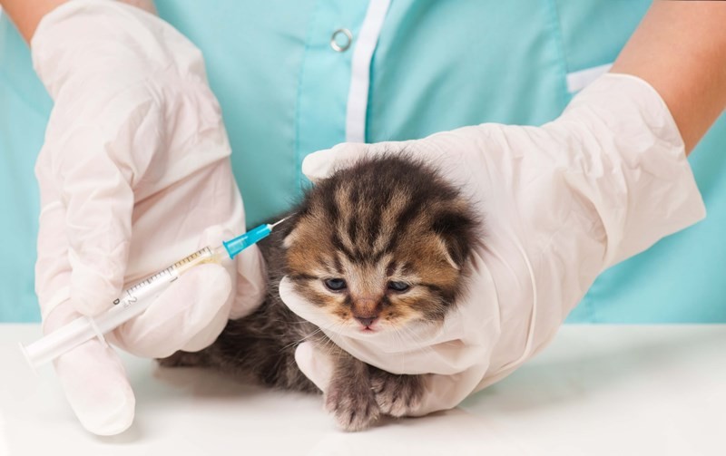 Вакцинация котят и кошечек