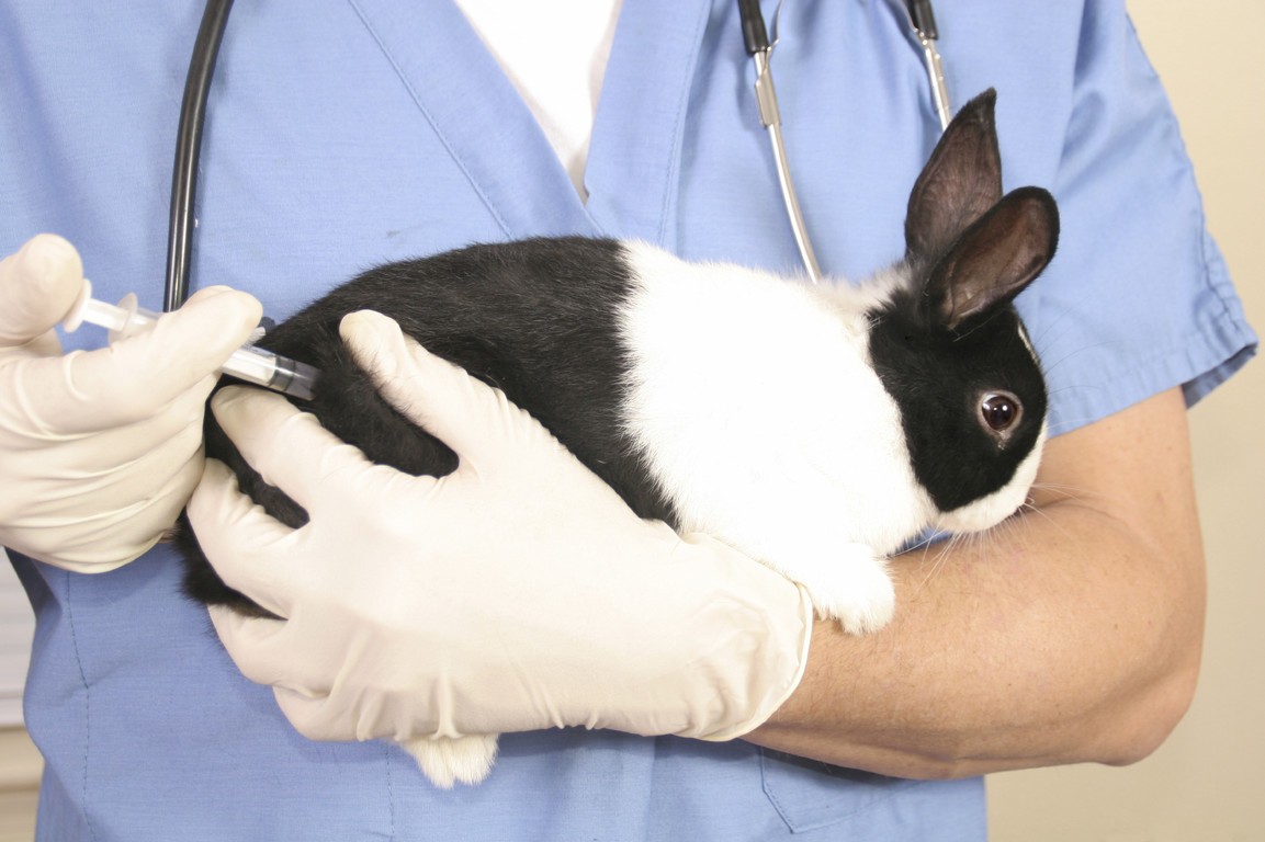 Вакцинация кроликов и хорьков